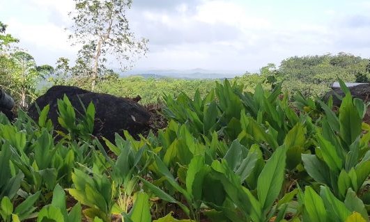 Plantation. Estate.
